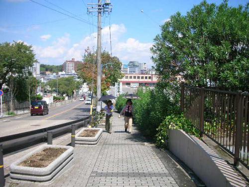 台風で折れた枝を運んでいます.JPG