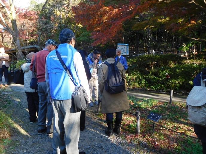 ②【オオバコ、タンポポなど野草の生薬・薬効について解説】.jpg