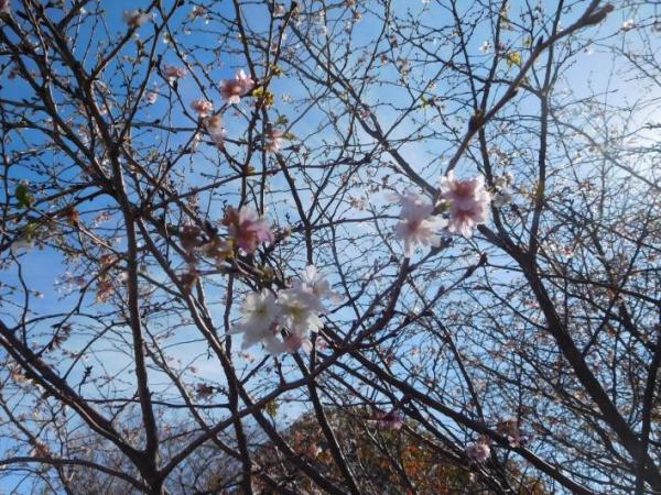ブログ記事「冬に桜　あれ？」のサムネイル画像