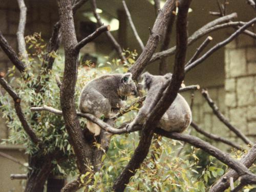 コアラ来園日【モクモク・コロコロ】.jpg