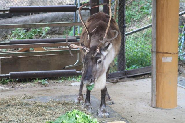 ブログ記事「トナカイの角とビカクシダの葉」のサムネイル画像