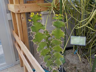 ブログ記事「サガロ温室の花も密かに咲いている～」のサムネイル画像
