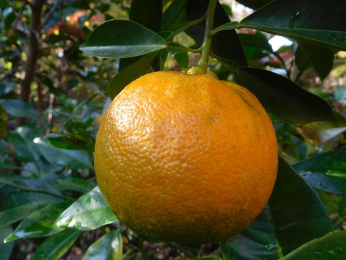 ブログ記事「植物の色（橙色　だいだい色）」のサムネイル画像
