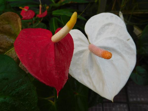 ブログ記事「植物の色（紅白）」のサムネイル画像