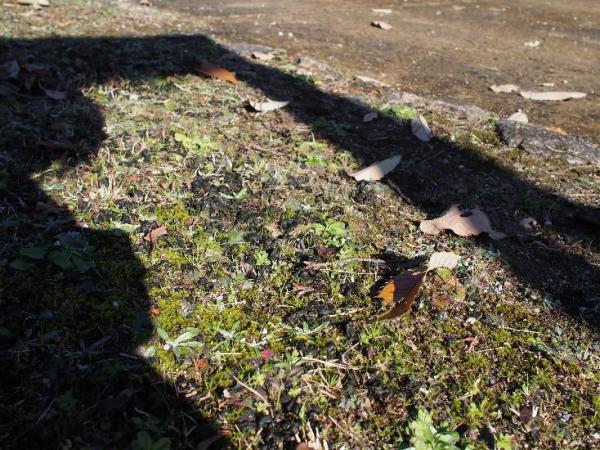 ブログ記事「気になって見てきました。」のサムネイル画像