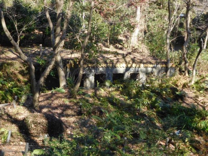 ブログ記事「あまり気づかれていない もの（植物園）」のサムネイル画像