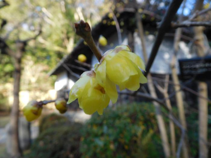 ブログ記事「植物の色（黄色）」のサムネイル画像