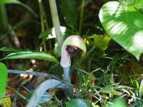 ブログ記事「ムサシアブミを知ってますか。」のサムネイル画像