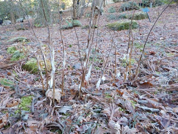 ブログ記事「なんだ　君は？　第三章」のサムネイル画像
