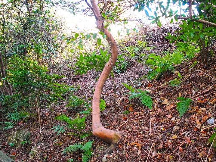 写真⑤サカキ.jpg