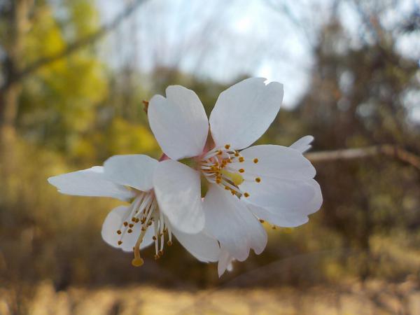 写真③四季桜（シキザクラ）.jpg