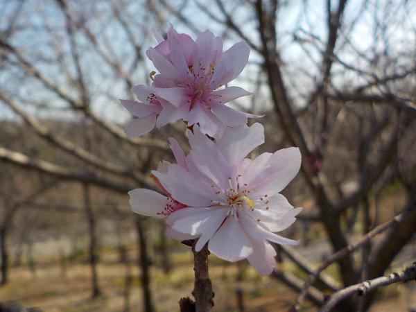 写真②十月桜（ジュウガツザクラ）.jpg