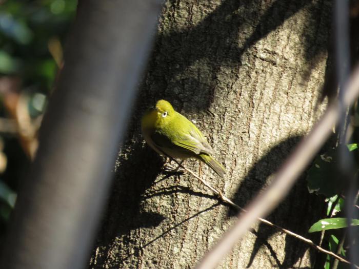 ブログ記事「植物園で野鳥観察」のサムネイル画像