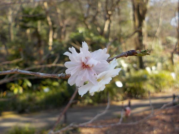 写真④子福桜（コブクザクラ）.jpg