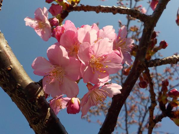 ブログ記事「植物の色（桜色）」のサムネイル画像