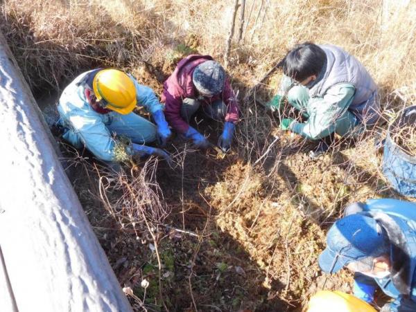 ブログ記事「ヤチヤナギを知っていますか。」のサムネイル画像