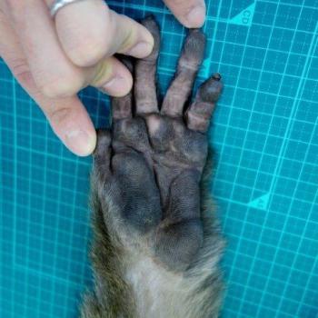 ブログ記事「サルの手、ヒトの手」のサムネイル画像