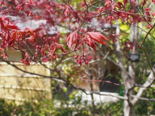 【野村紅葉：ノムラモミジ　葉の下にぶら下がっている赤いものが花です。カエデの仲間も花を付けます。】.jpg