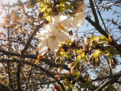 【白色：'駿河台匂'（スルガダイニオイ）　桜の中では香りが特に強い品種です。】.jpg