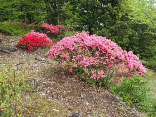 【ツツジは、園内各所にあります。こちらはつつじが丘の様子です。一番の見ごろは5月中旬です。】.jpg