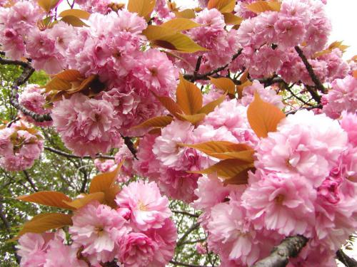 【紅紫色：'関山'（カンザン）　紅色は里桜に多く見られます。】.jpg