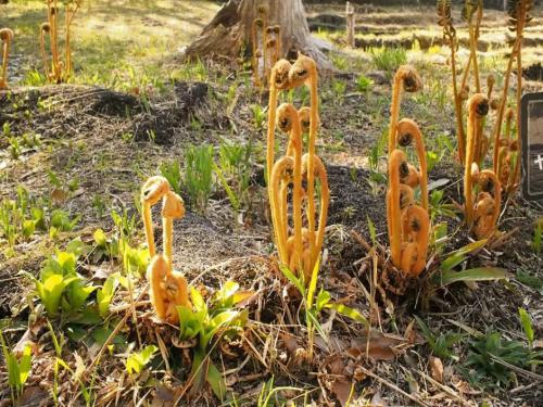 【山採り銭巻：ヤマドリゼンマイ　若芽が銭を巻いているように見える。食用。湿地園。】.jpg