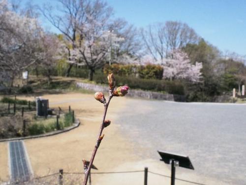ブログ記事「'はるか'（Cerasus'Haruka'）咲きました。」のサムネイル画像