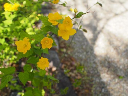 【山吹：ヤマブキ　絵の具やクレヨンにある山吹色は、この花色のイメージ。也有園で見られます。】.jpg