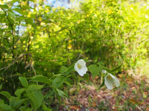 【白山吹：シロヤマブキ　花弁が４枚。岡山県、広島県、島根県などの限られた地域に自生しています。也有園で見られます。】.jpg