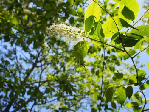 【上溝桜　ウワミズザクラ　これも桜の仲間です。桜に似た小さな花が集まって付いています。】.jpg