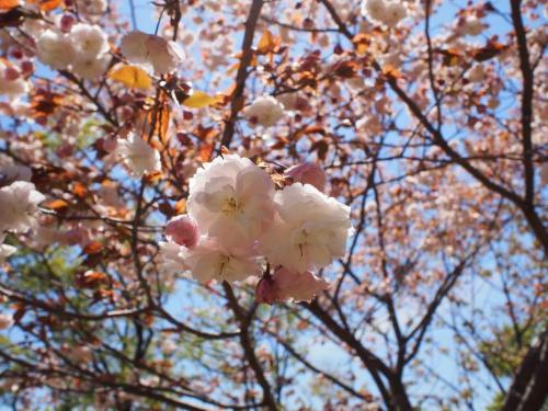 【花笠：ハナガサ　桜の八重咲きの品種で花も大きく豪華な感じ。よく目立っています。】.jpg