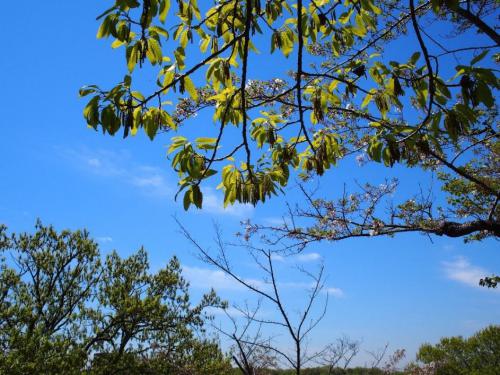 【棈：アベマキ　枝の先から房上に垂れ下がっているものが花（雄花）です。】.jpg