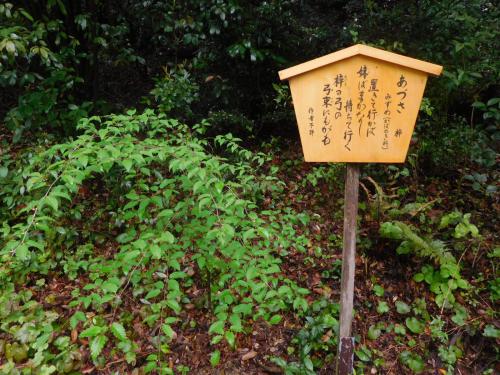 写真②　万葉の散歩道の梓（ミズメ）.jpg