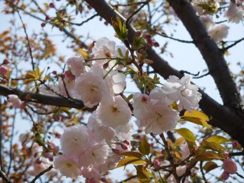 【淡紅色：'妹背'（イモセ）　花は徐々に色が濃くなっていきます。】.jpg