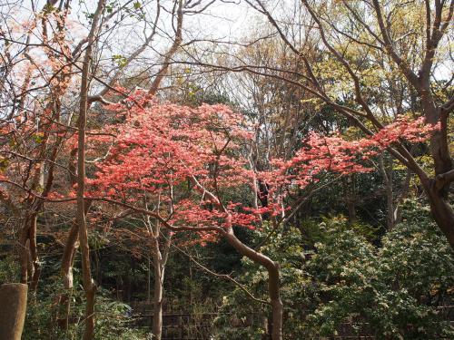 ブログ記事「春なのに　紅葉ですか。」のサムネイル画像