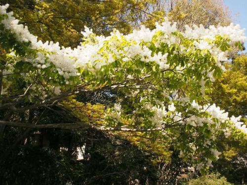 【丸葉青椨：マルバアオダモ　この時期、白い花が雪をかぶったように美しい。奥池で見られます。】.jpg