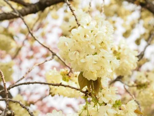 【黄緑色：'鬱金'（ウコン）　桜にはめずらしい黄色がかった花です。】.jpg