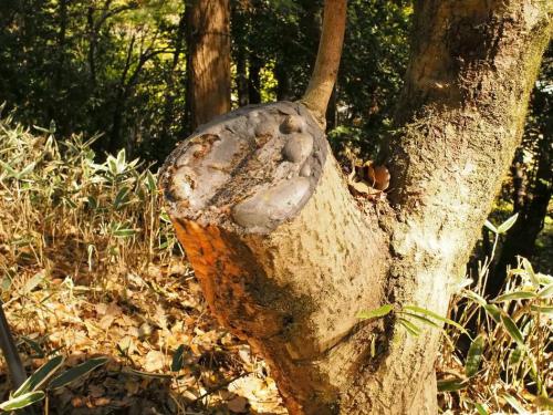 【水木：ミズキ　樹液が多く、春に比較的新しい切り口から樹液が滴り落ちることから水の木、ミズキとなりました。】.jpg