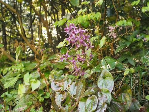 【常盤碇草：トキワイカリソウ　花の形が船の碇の形に似る。合掌線。】.jpg