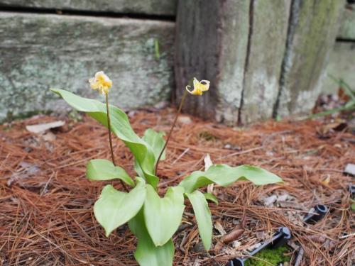 【黄花片栗；キバナカタクリ　アメリカ、カナダの山野に自生しています。】.jpg