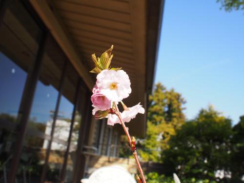 ４月９日　花は咲いたのですが、残念ながら枝が折れていました。.jpg