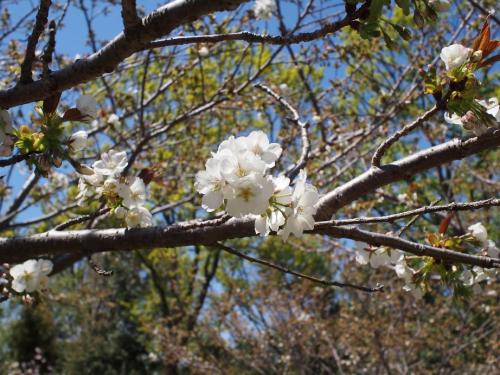 【駿河台匂：スルガダイニオイ　よく見かけるタイプ。５枚の花弁があり、桜の品種の中では匂いも強い。】.jpg