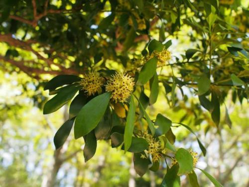 【黐の木：モチノキ　黐の木は雌雄異株です。これは雄花です。】.jpg