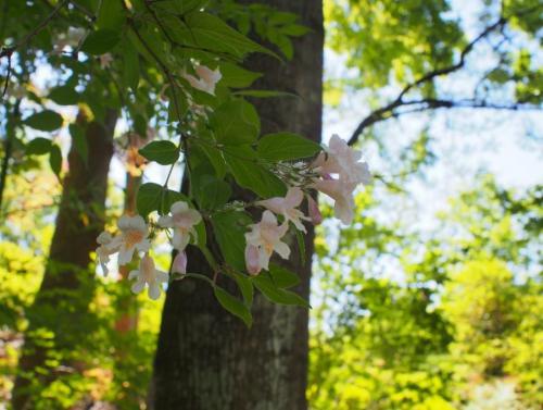 【鍾馗空木：ショウキウツギ　こちらも中国産植物林園でみることができます。】.jpg