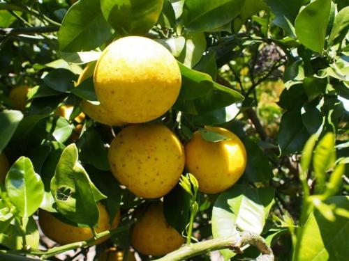 【文旦：ブンタン　柑橘類は世界中で栽培され、多くに人に食されています。】.jpg