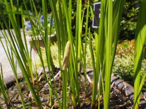 【菖蒲：ショウブ　こちが菖蒲湯に使う菖蒲です。中央の棒状のものが花です。】.jpg