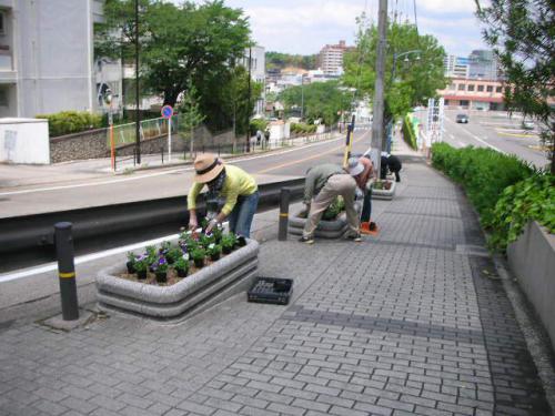 お隣もそのお隣も植えています.JPG