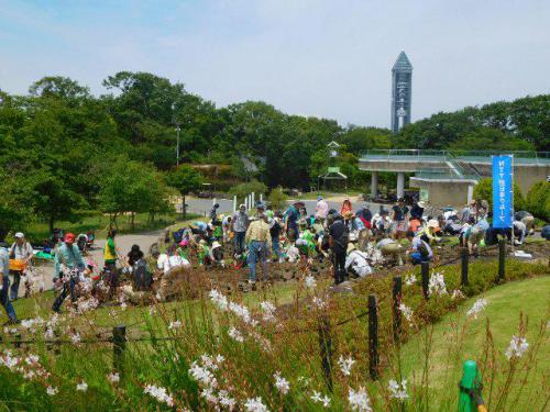 写真 (4)6.1植付.JPG