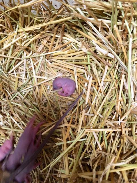 ブログ記事「2年ぶり！！ツシマアカネズミ出産！」のサムネイル画像