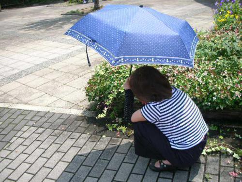 ⑥日傘なしでは作業ができぬ.JPG